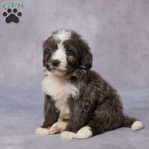 Carly, Mini Bernedoodle Puppy